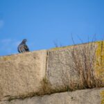 Berliner Mauer Gebäudezeitpunkt und Hintergründe